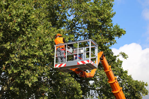 Tree Service